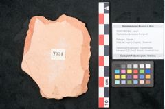 Foto (Objekt + Etikett) von Glyptostrobus europaeus Brongniart (NHMW-GEO-2024-0188-7954)